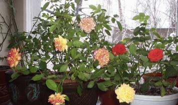 الورود في الأواني - هل من الممكن زراعة الورود الجميلة في المنزل؟