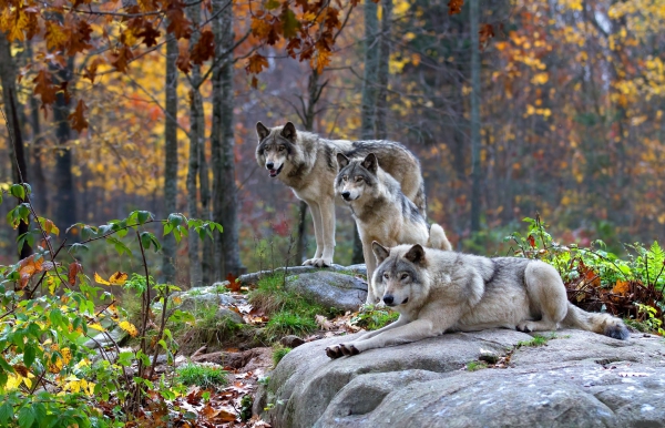 الذئب أو الذئب الرمادي. كيف تعيش الذئاب؟ من أين أتى الذئب؟