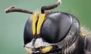 الهيكل الخارجي للحشرات: الأنواع والوصف والميزات