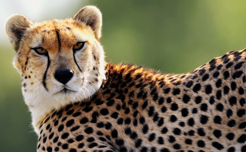 مؤشرات سرعة الفهد حيث يعيش