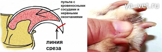 Как подстричь когти собаке если кровеносный сосуд очень длинный