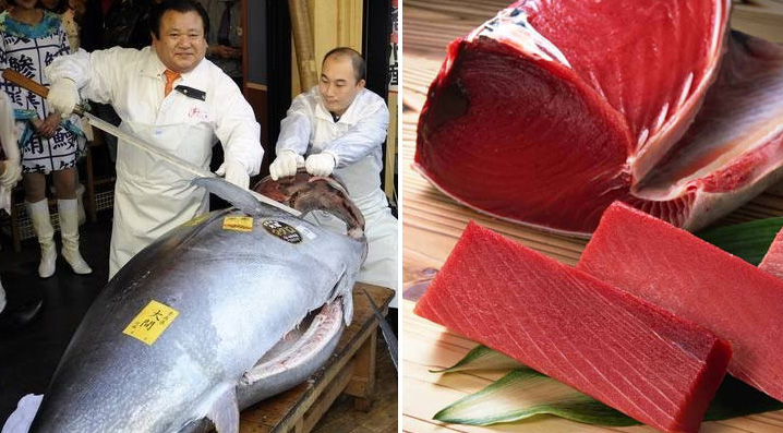 Мясо дорогих рыб. Тунец 500 кг. Самая дорогая рыба в мире. Самый большой тунец.